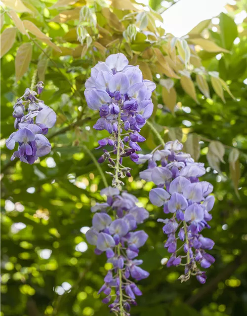 Wisteria sinensis