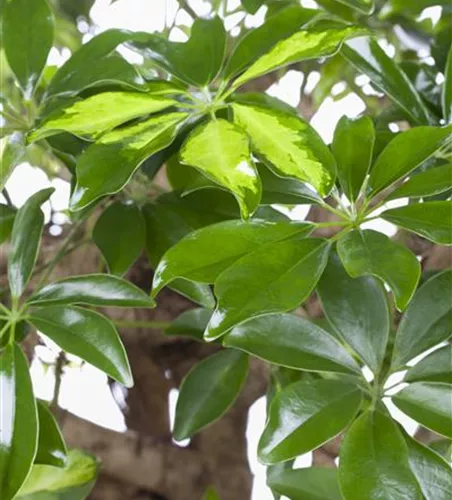 Schefflera arboricola 'Gold Capella'