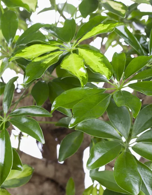 Schefflera arboricola 'Gold Capella'