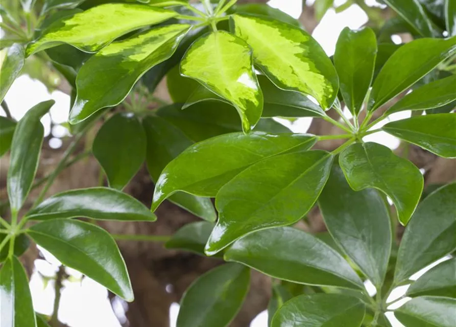 Schefflera arboricola 'Gold Capella'