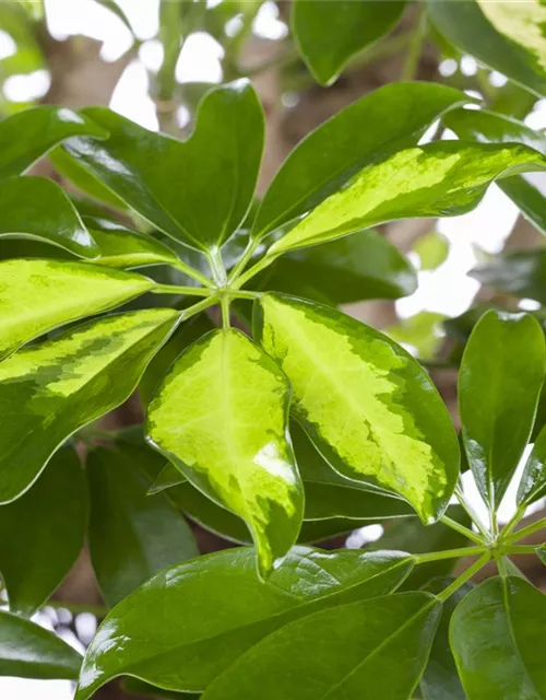 Schefflera arboricola 'Gold Capella'