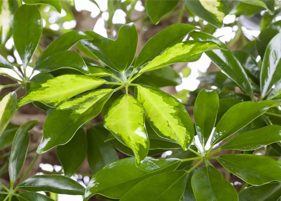 Schefflera arboricola 'Gold Capella'