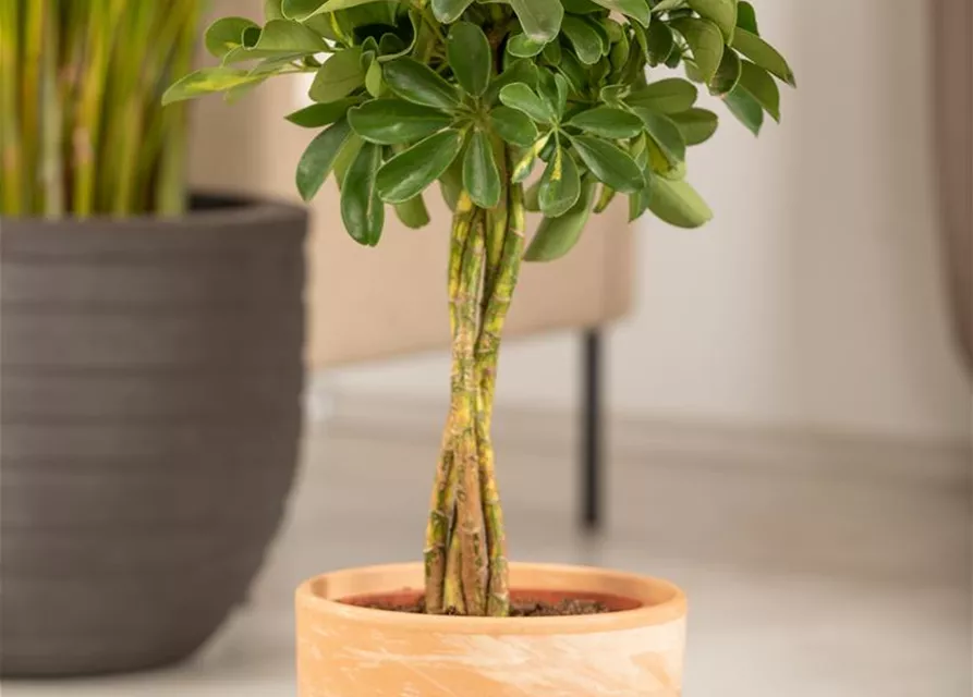 Schefflera arboricola 'Gold Capella'