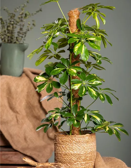 Schefflera arboricola 'Gold Capella'