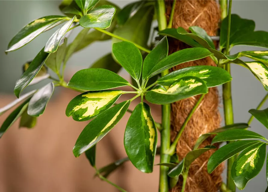 Schefflera arboricola 'Gold Capella'