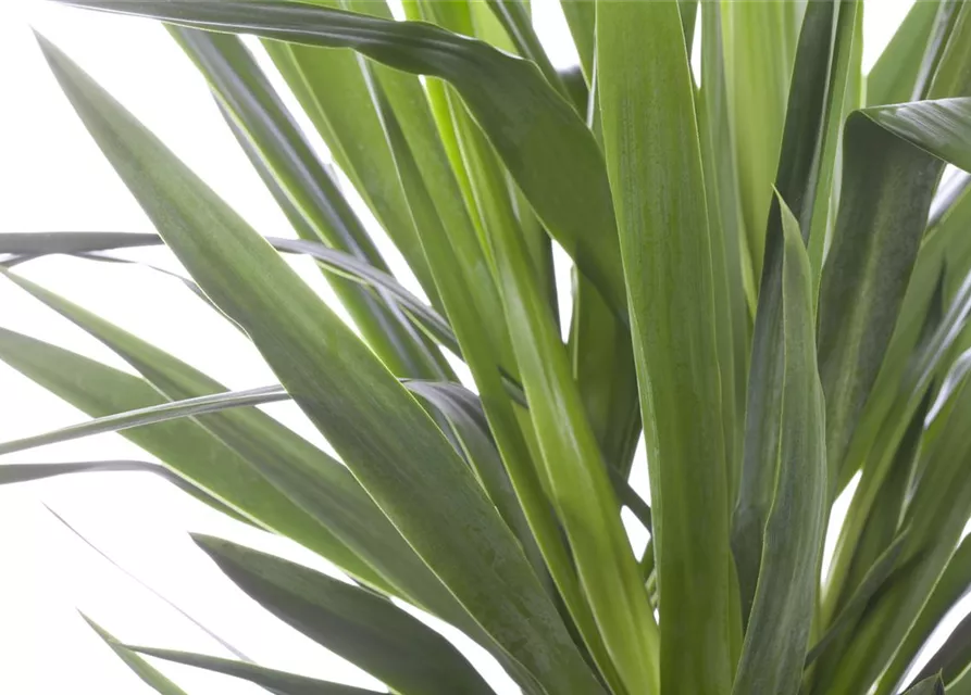 Yucca elephantipes