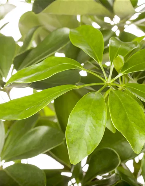 Schefflera arboricola 'Nora'