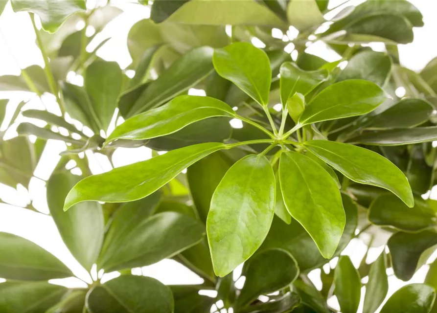 Schefflera arboricola 'Nora'