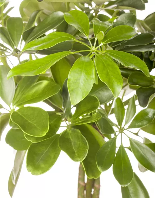 Schefflera arboricola 'Nora'