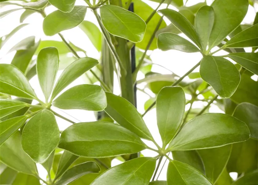 Schefflera arboricola 'Nora'