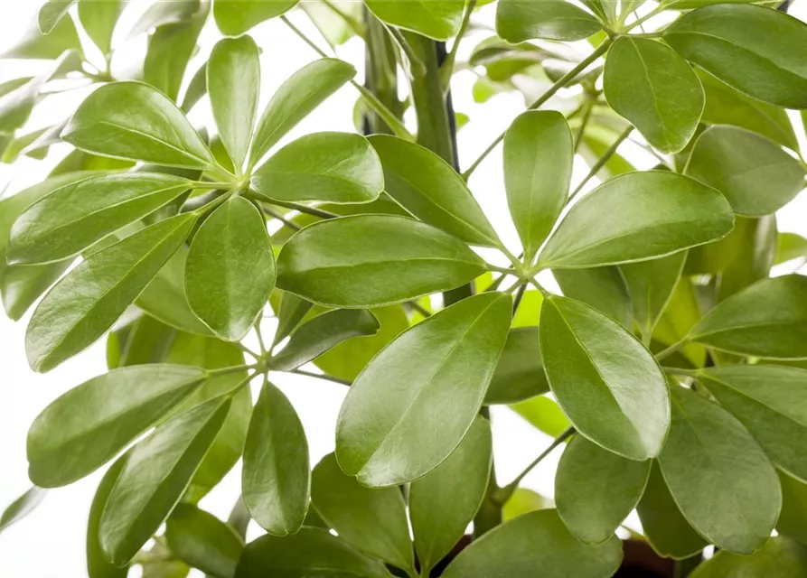 Schefflera arboricola 'Nora'