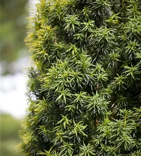 Taxus baccata