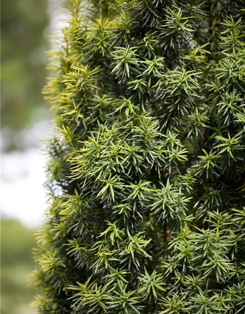 Taxus baccata