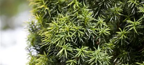 Taxus baccata