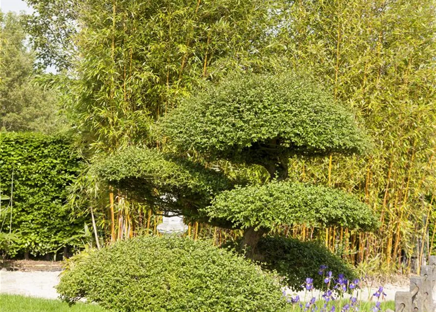 Taxus baccata