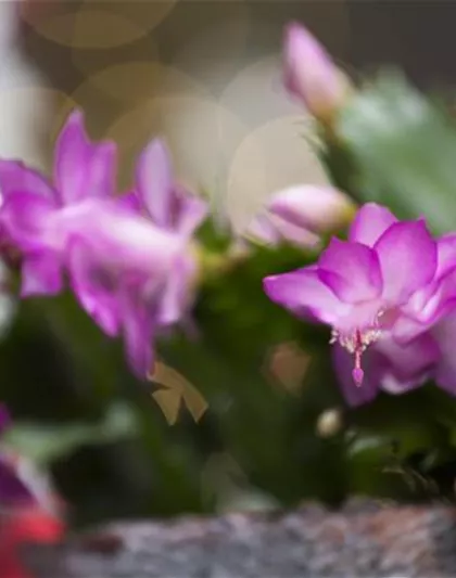 Schlumbergera bridgesii