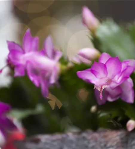 Schlumbergera bridgesii