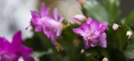 Schlumbergera bridgesii