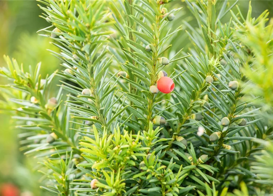 Taxus x media 'Hicksii'