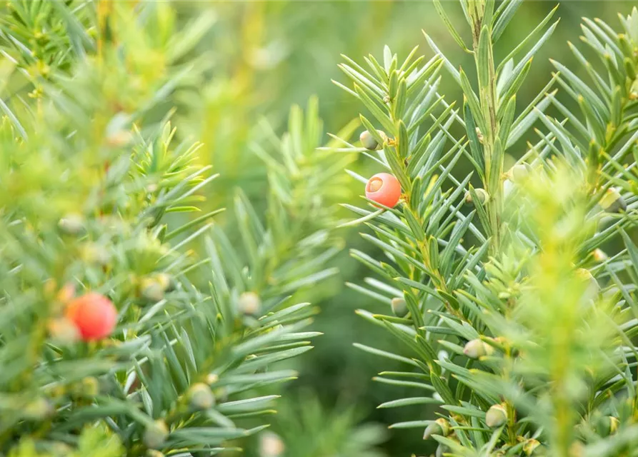 Taxus x media 'Hicksii'