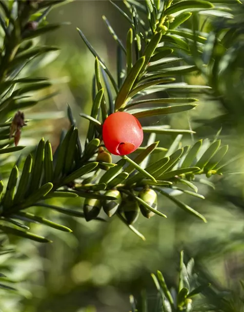 Taxus x media 'Hicksii'