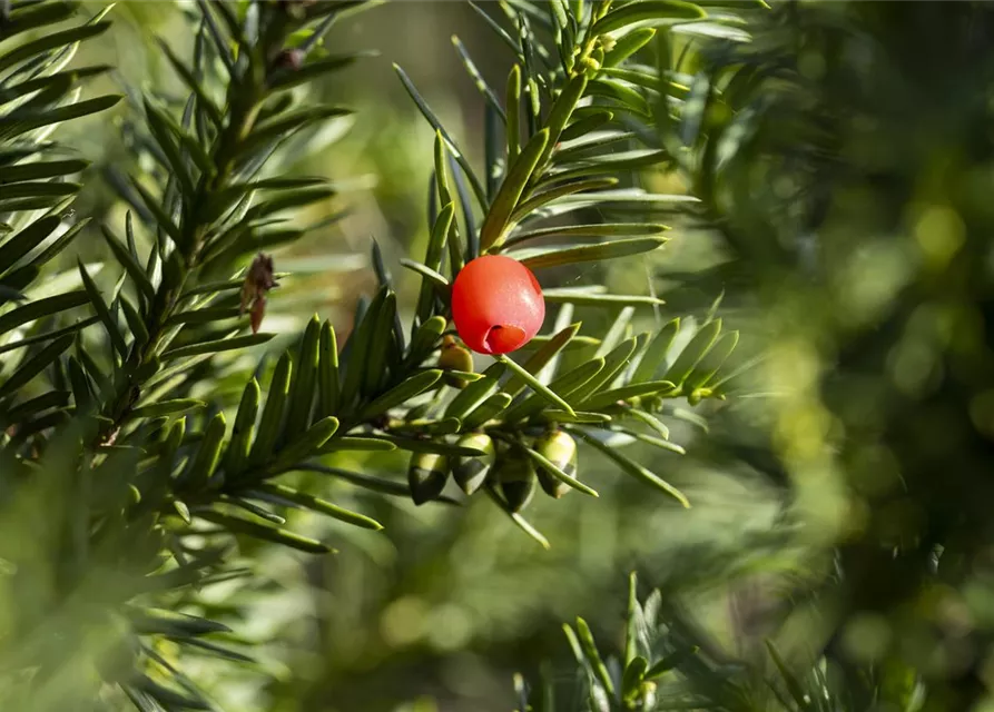 Taxus x media 'Hicksii'