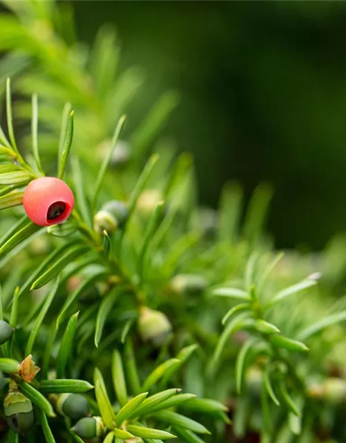 Taxus x media 'Hicksii'