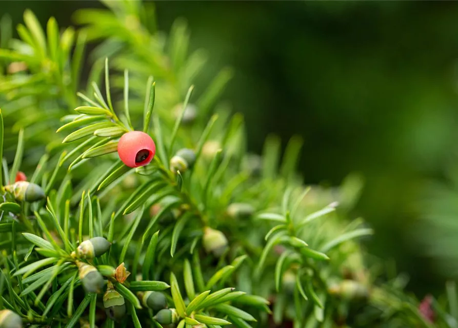 Taxus x media 'Hicksii'