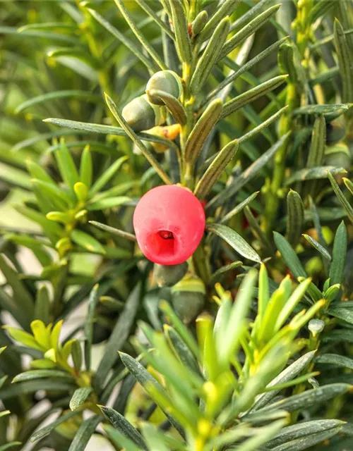 Taxus x media 'Hicksii'