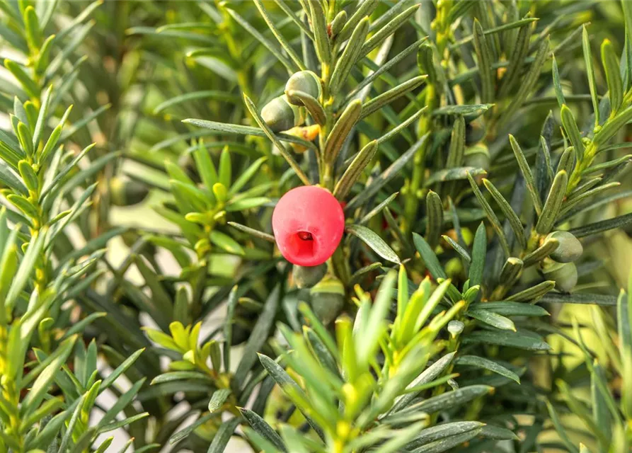 Taxus x media 'Hicksii'