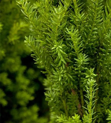 Taxus x media 'Hillii'