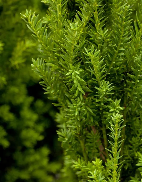 Taxus x media 'Hillii'