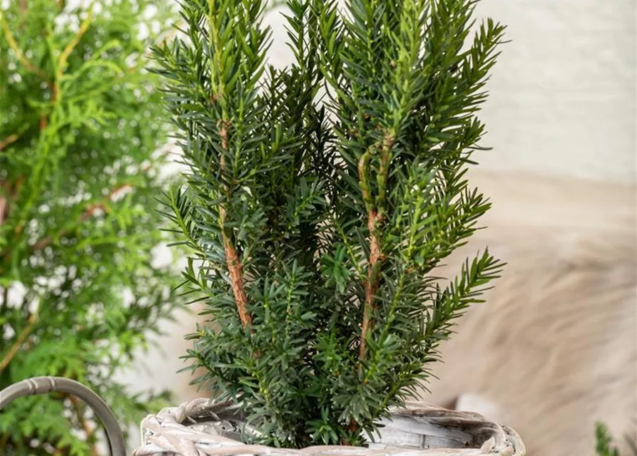 Taxus x media 'Hillii'