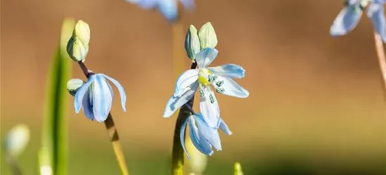 Scilla siberica