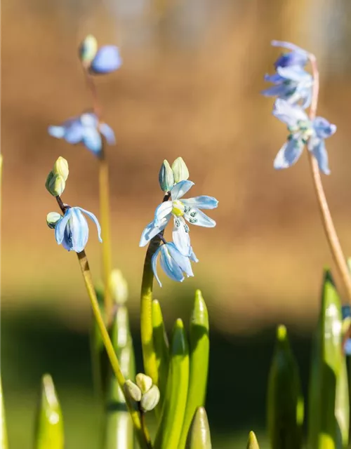 Scilla siberica