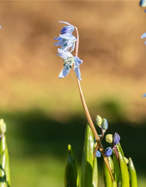 Scilla siberica