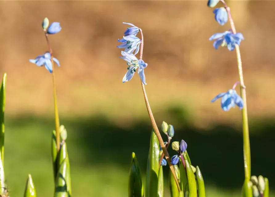 Scilla siberica