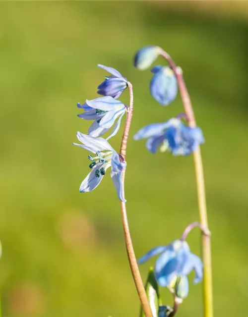 Scilla siberica