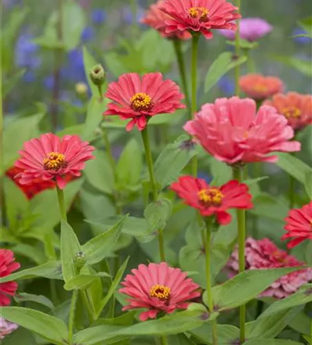 Zinnia elegans