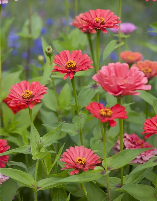 Zinnia elegans