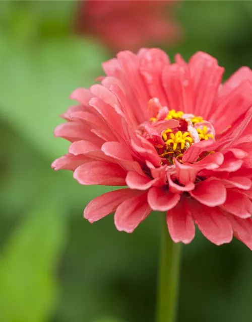 Zinnia elegans