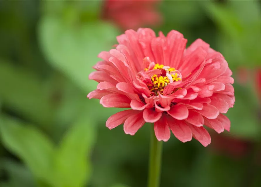 Zinnia elegans