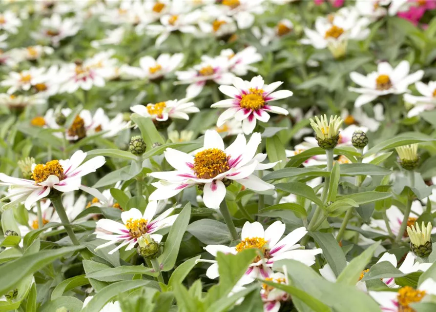 Zinnia elegans