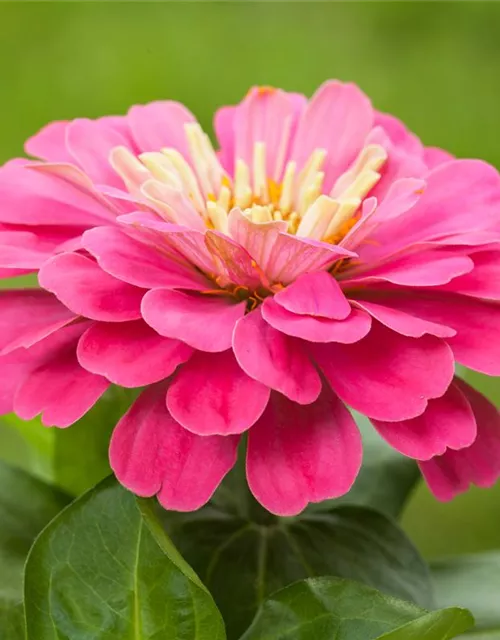 Zinnia elegans