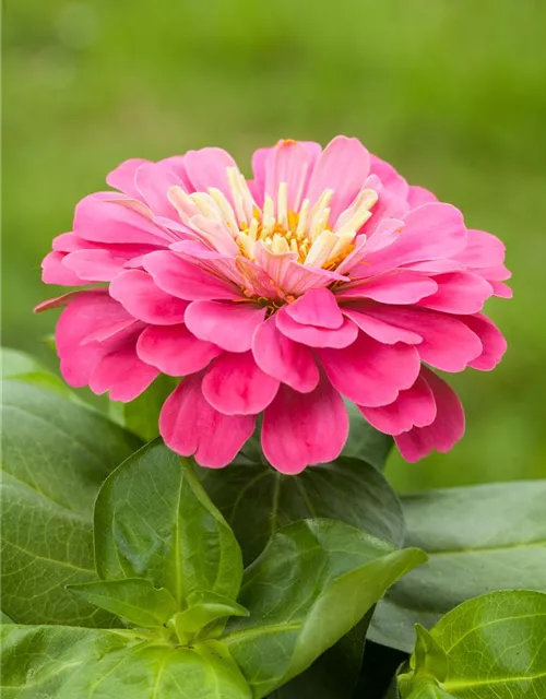 Zinnia elegans