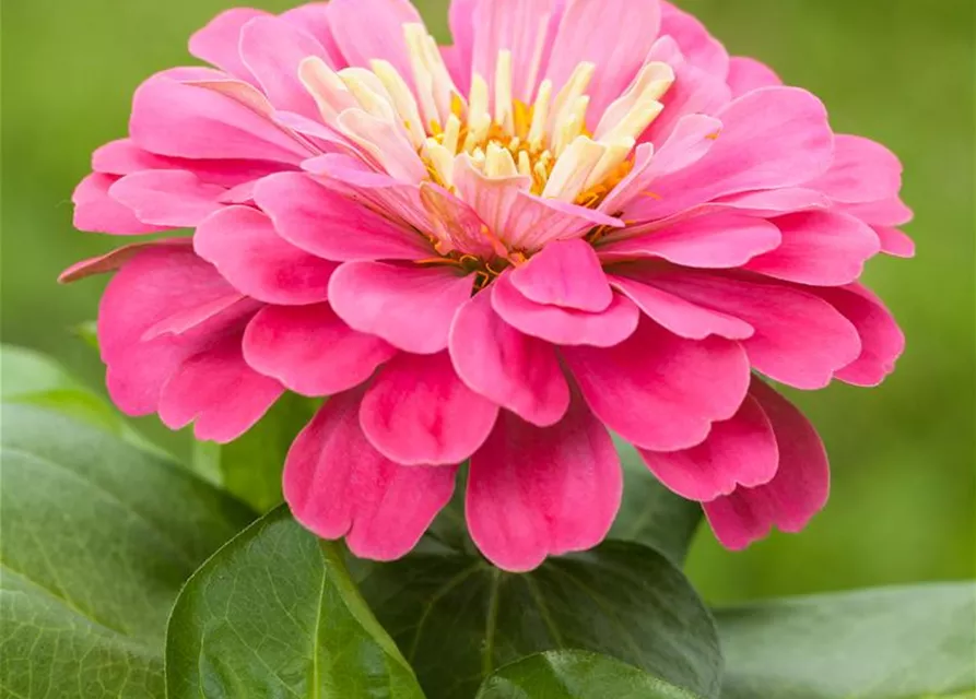 Zinnia elegans