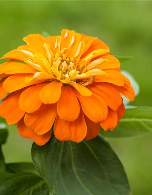 Zinnia elegans