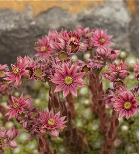 Sempervivum arachnoideum