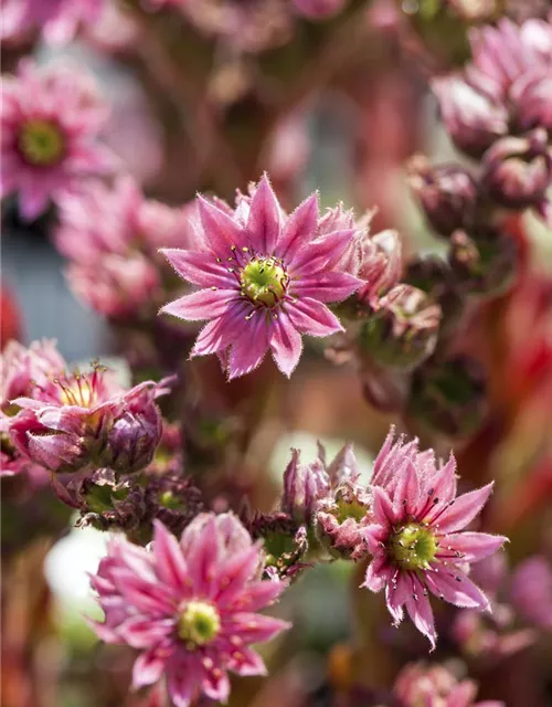 Sempervivum arachnoideum