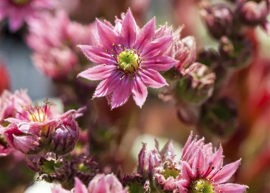 Sempervivum arachnoideum